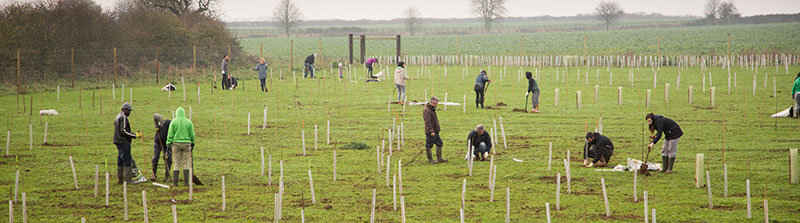 Volunteer in Treeplanting action