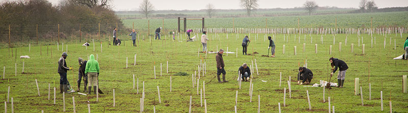 Volunteer in Treeplanting action