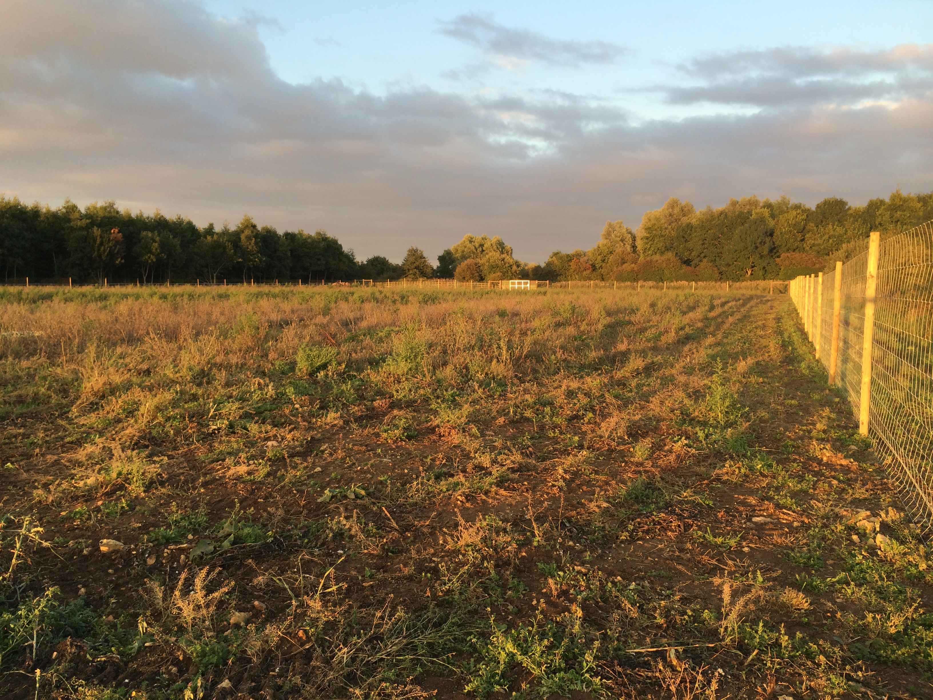 Area for local tree-planting in December 2014